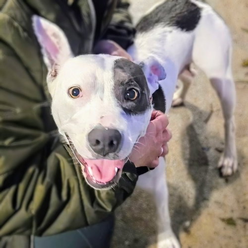 MARGE - Pit Bull Terrier available for adoption