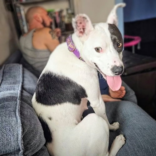 MARGE - Pit Bull Terrier available for adoption
