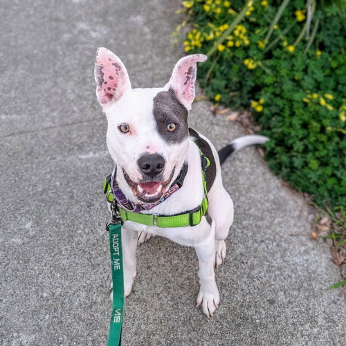 MARGE - Pit Bull Terrier available for adoption