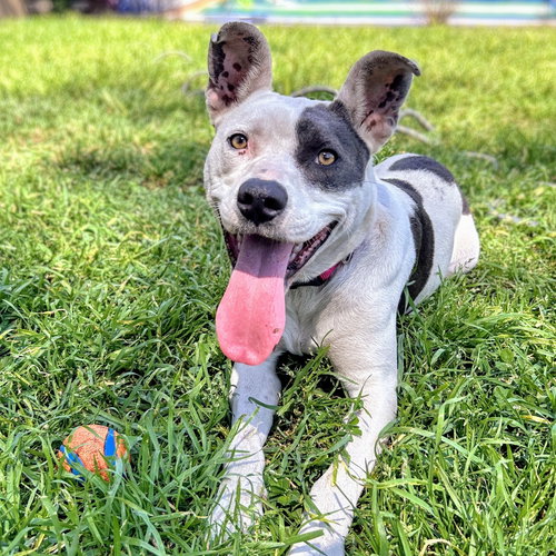 MARGE - Pit Bull Terrier for adoption in Oakland