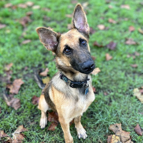 KENNEDY - Belgian Shepherd Malinois available for adoption