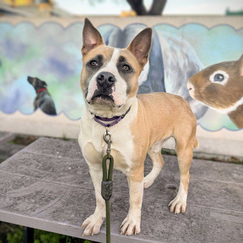 ASHLAND - Pit Bull Terrier available for adoption