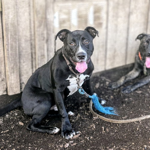 MONTCLAIR - Pit Bull Terrier available for adoption