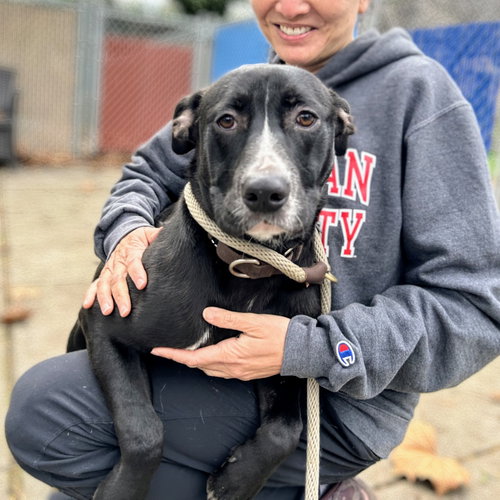 MONTCLAIR - Pit Bull Terrier available for adoption