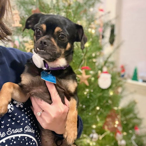 PIKACHU - Pug available for adoption