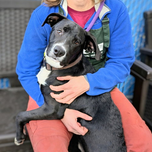 PISCO - American Pit Bull Terrier available for adoption