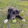 Quince - Photo 2