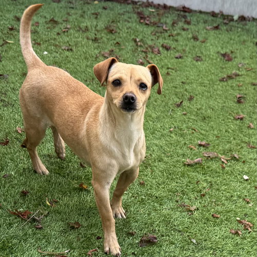 CHIKIS - Chihuahua available for adoption