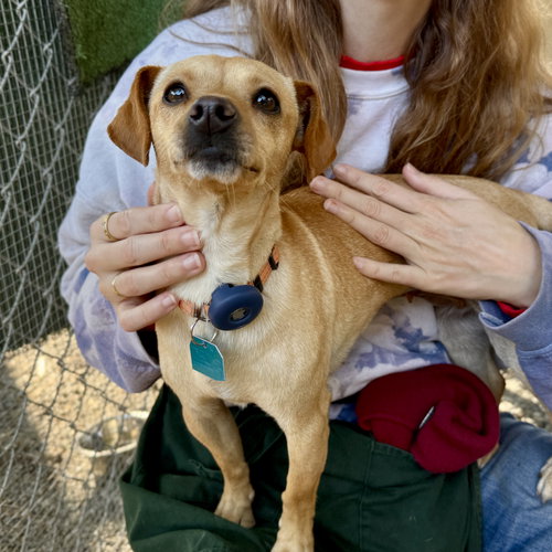 CHIKIS - Chihuahua available for adoption