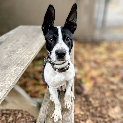 LAKESHORE - Border Collie available for adoption