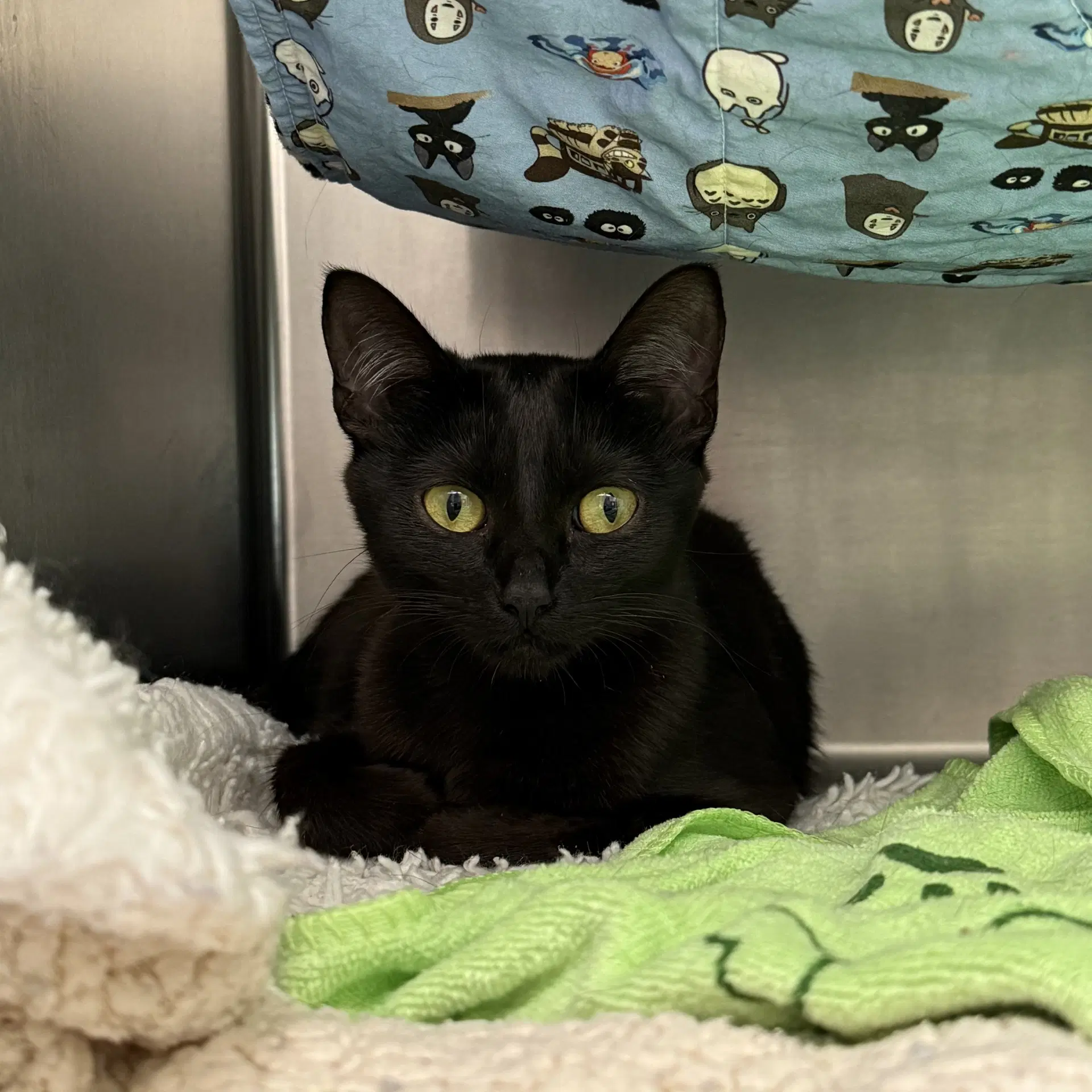 Plum Bonded W Fig - Domestic Short Hair