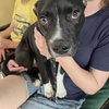 Mortimer - Photo 8