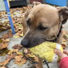 Dizzy - Photo 7