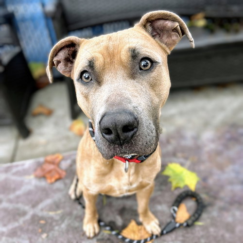 DIZZY - Pit Bull Terrier available for adoption