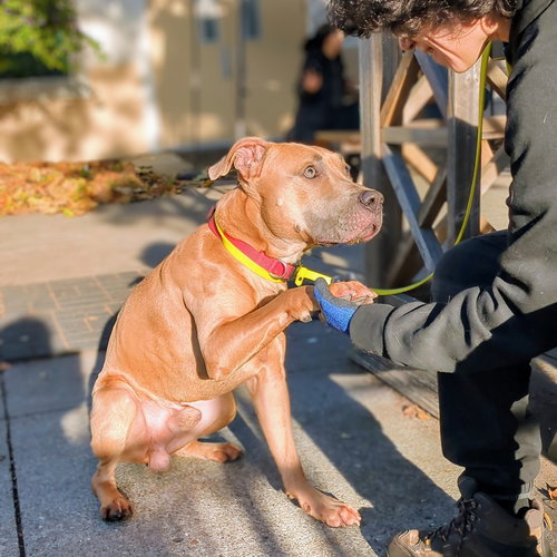DIZZY - Pit Bull Terrier available for adoption