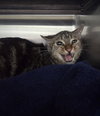 Banjo (bonded w/ Boomer) - Photo 16