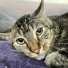 Banjo (bonded w/ Boomer) - Photo 14