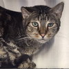 Banjo (bonded w/ Boomer) - Photo 15