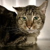 Banjo (bonded w/ Boomer) - Photo 13