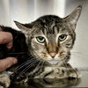 Banjo (bonded w/ Boomer) - Photo 6
