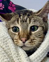 Banjo (bonded w/ Boomer) - Photo 7