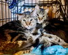 Banjo (bonded w/ Boomer) - Photo 12