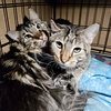 Banjo (bonded w/ Boomer) - Photo 17