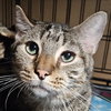 Banjo (bonded w/ Boomer) - Photo 5