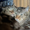 Banjo (bonded w/ Boomer) - Photo 10
