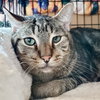 Banjo (bonded w/ Boomer) - Photo 4