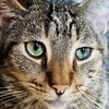 Banjo (bonded w/ Boomer) - Photo 3