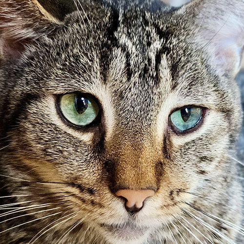 picture of the cat needing adoption
