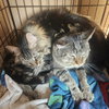Banjo (bonded w/ Boomer) - Photo 11