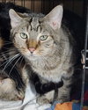Banjo (bonded w/ Boomer) - Photo 8