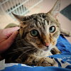 Banjo (bonded w/ Boomer) - Photo 1