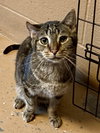 Banjo (bonded w/ Boomer) - Photo 2