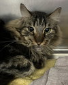 Boomer (bonded w/ Banjo) - Photo 15