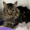 Boomer (bonded w/ Banjo) - Photo 11
