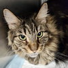 Boomer (bonded w/ Banjo) - Photo 13