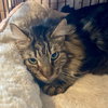 Boomer (bonded w/ Banjo) - Photo 8