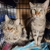 Boomer (bonded w/ Banjo) - Photo 14