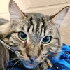 Boomer (bonded w/ Banjo) - Photo 7