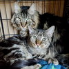 Boomer (bonded w/ Banjo) - Photo 6