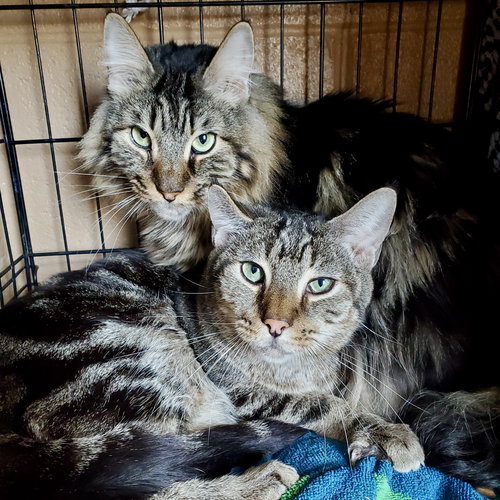 picture of the cat needing adoption