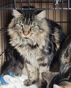 Boomer (bonded w/ Banjo) - Photo 12