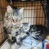 Boomer (bonded w/ Banjo) - Photo 9