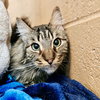 Boomer (bonded w/ Banjo) - Photo 5