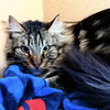 Boomer (bonded w/ Banjo) - Photo 1