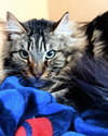 Boomer (bonded w/ Banjo) - Photo 4