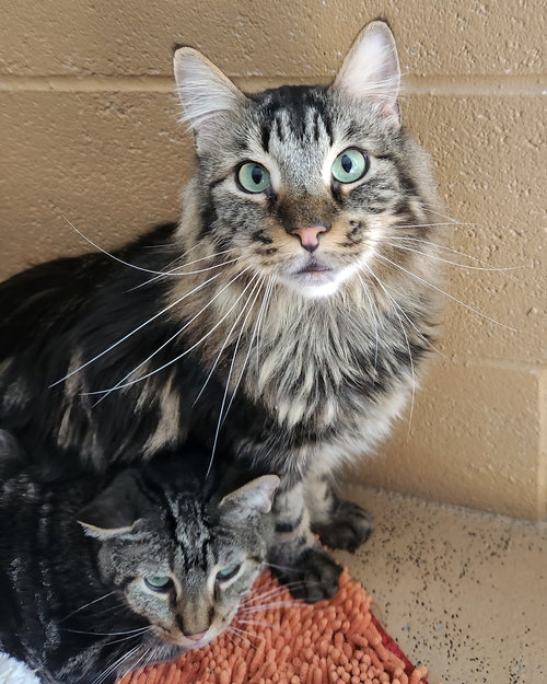 BOOMER (BONDED W/ BANJO) - Domestic Medium Hair available for adoption